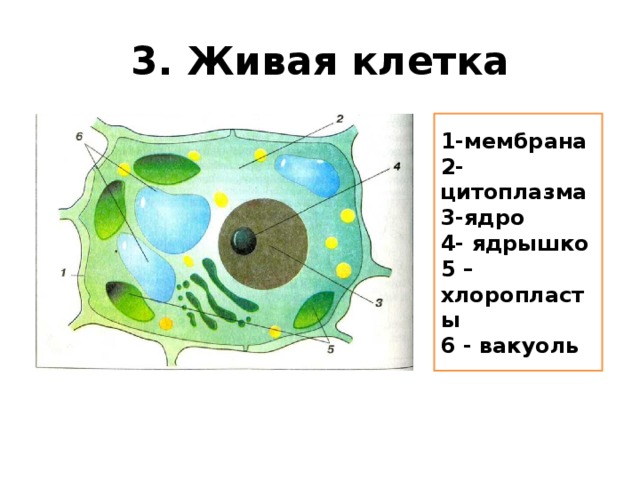 3. Живая клетка 1-мембрана 2-цитоплазма 3-ядро 4- ядрышко 5 – хлоропласты 6 - вакуоль 