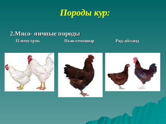 Породы кур мясо яичного направления фото Презентация " Весь я золотистый, мягкий и пушистый"