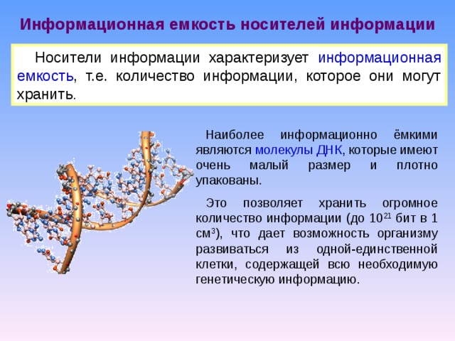 Информационная емкость носителей информации Носители информации характеризует информационная емкость , т.е. количество информации, которое они могут хранить . Наиболее информационно ёмкими являются молекулы ДНК , которые имеют очень малый размер и плотно упакованы. Это позволяет хранить огромное количество информации (до 10 21 бит в 1 см 3 ), что дает возможность организму развиваться из одной-единственной клетки, содержащей всю необходимую генетическую информацию. 