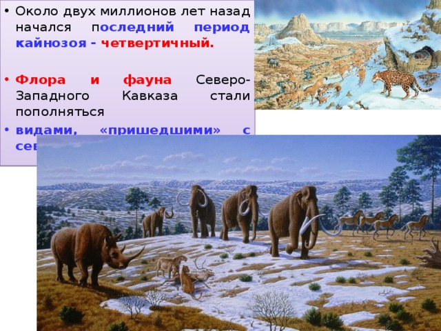 Около двух миллионов лет назад начался п оследний период кайнозоя - четвертичный. Флора и фауна Северо-Западного Кавказа стали пополняться видами, «пришедшими» с севера. 
