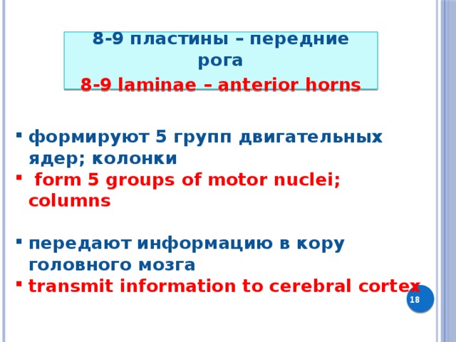  8-9 пластины – передние рога 8-9 laminae – anterior horns     формируют 5 групп двигательных ядер; колонки  form 5 groups of motor nuclei; columns  передают информацию в кору головного мозга transmit information to cerebral cortex           