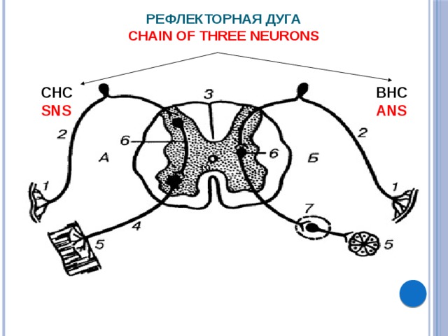  Рефлекторная дуга  Chain of three neurons ВНС ANS СНС SNS 