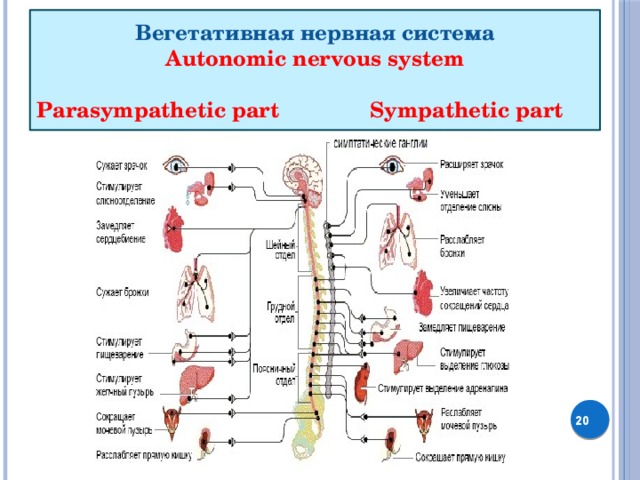    Вегетативная нервная система Autonomic nervous system  Parasympathetic part Sympathetic part     