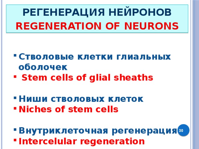 РЕГЕНЕРАЦИЯ НЕЙРОНОВ REGENERATION OF NEURONS Стволовые клетки глиальных оболочек  Stem cells of glial sheaths  Ниши стволовых клеток Niches of stem cells  Внутриклеточная регенерация Внутриклеточная регенерация Внутриклеточная регенерация Intercelular regeneration Intercelular regeneration Intercelular regeneration  