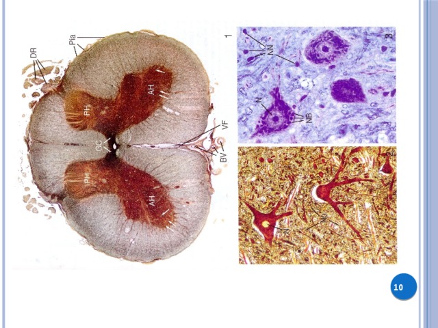    Нервные отростки (нейропиль)  Neural processes (neiropil)   Глиальные клетки  Glial cells   