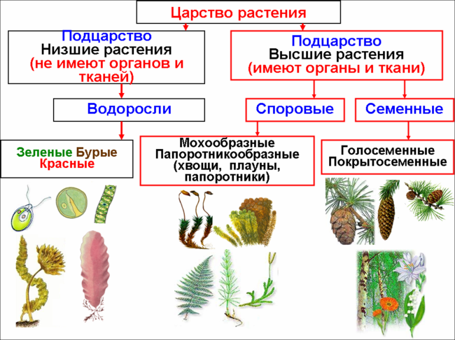 Систематика растений схема полная