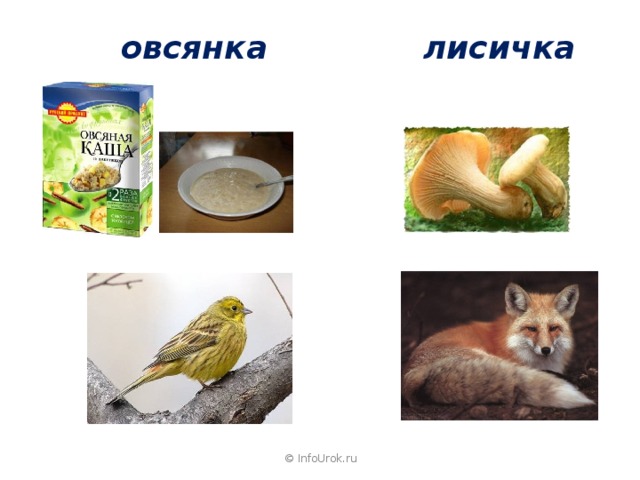  овсянка  лисичка © InfoUrok.ru 