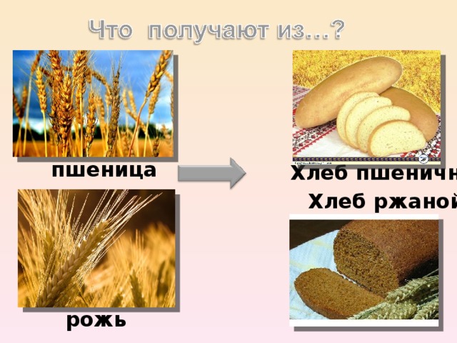 пшеница Хлеб пшеничный Хлеб ржаной рожь