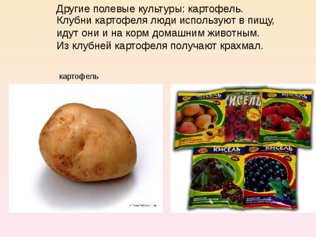 Другие полевые культуры: картофель. Клубни картофеля люди используют в пищу, идут они и на корм домашним животным. Из клубней картофеля получают крахмал. картофель