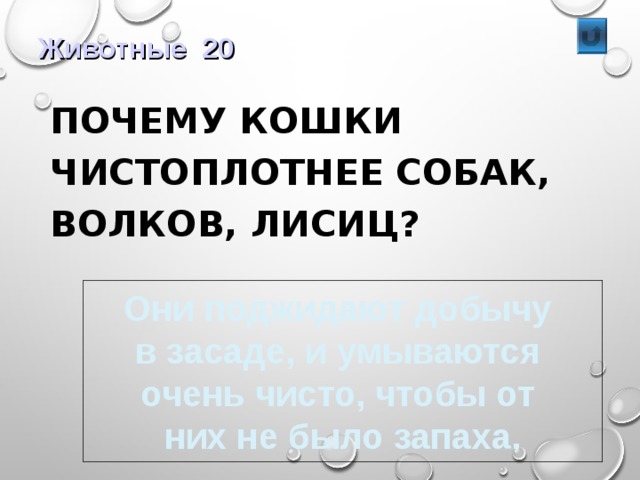 Животные 20  ПОЧЕМУ КОШКИ ЧИСТОПЛОТНЕЕ СОБАК, ВОЛКОВ, ЛИСИЦ? Они поджидают добычу в засаде, и умываются очень чисто, чтобы от них не было запаха. 