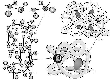 Какая структура молекулы белка схематично изображена на рисунке