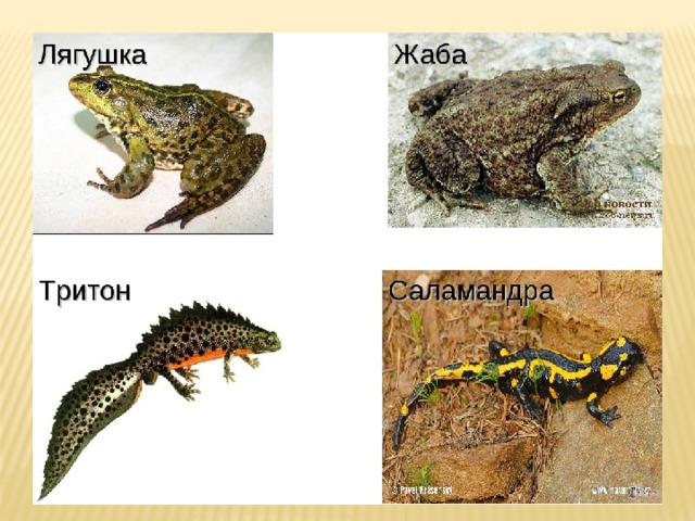 Таблица ящерица и тритон. Лягушки, Жабы, тритоны и Саламандры. Лягушка жаба Тритон это. Лягушки Жабы тритоны -это амфибии. Земноводные Тритон жаба.