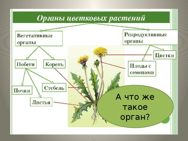 Тесты органы цветковых растений. Вегетативные и репродуктивные органы растений. Органы цветковых растений. Генеративные органы растений.