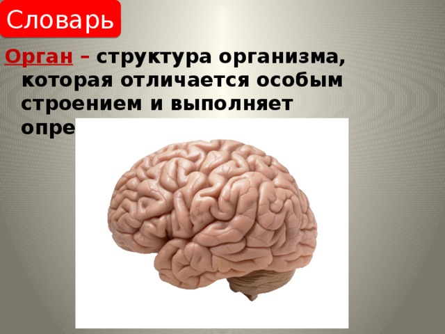Словарь Орган – структура организма, которая отличается особым строением и выполняет определенные функции. 