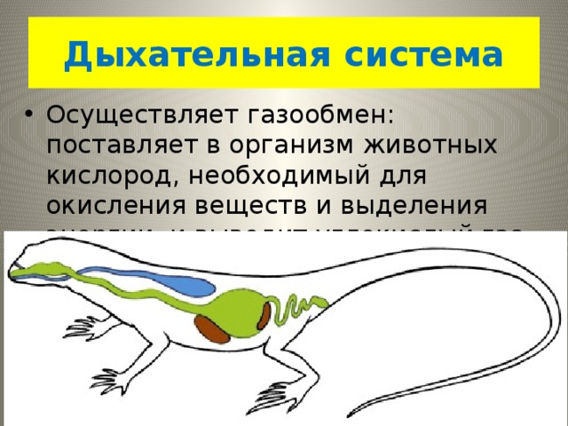 Дыхательная система Осуществляет газообмен: поставляет в организм животных кислород, необходимый для окисления веществ и выделения энергии, и выводит углекислый газ. 