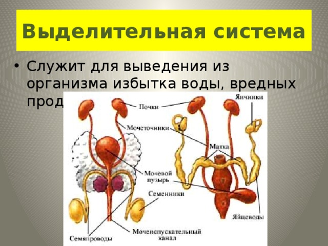 Выделительная система Служит для выведения из организма избытка воды, вредных продуктов обмена веществ. 