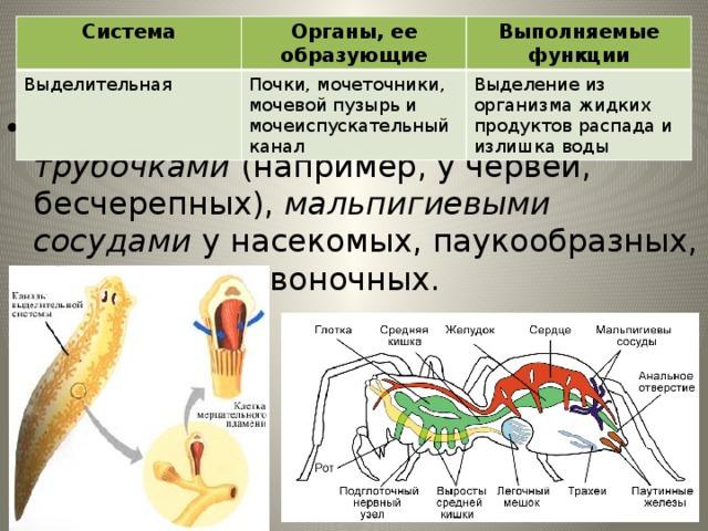 Рисунок выделительной системы животных