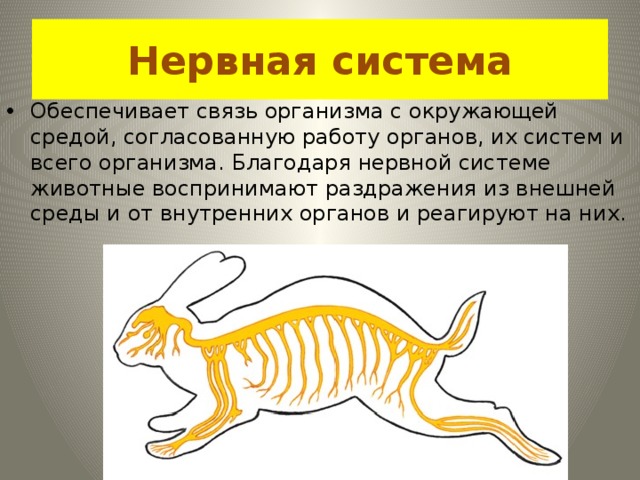 Нервная система Обеспечивает связь организма с окружающей средой, согласованную работу органов, их систем и всего организма. Благодаря нервной системе животные воспринимают раздражения из внешней среды и от внутренних органов и реагируют на них. 