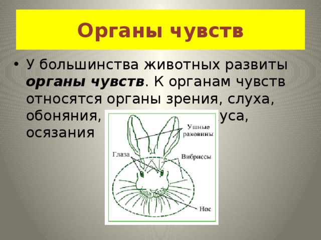 Органы чувств развиты. Органы чувств у зайца. Какие органы чувств развиты у зайца. Органы чувств кролика. Какие органы чувств развиты лучше у зайца.