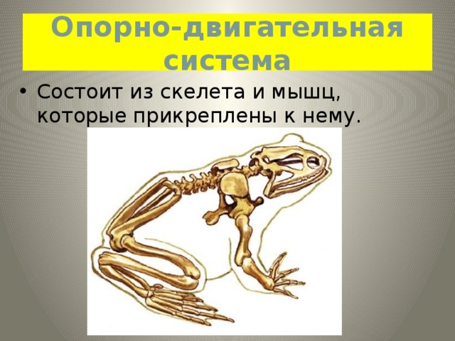 Опорно-двигательная система Состоит из скелета и мышц, которые прикреплены к нему. 
