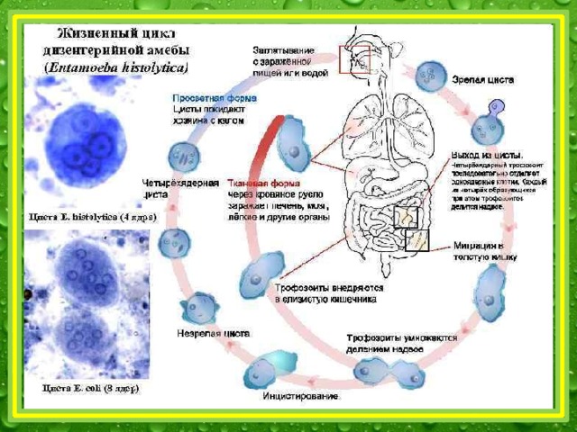 Схема развития амебиаза