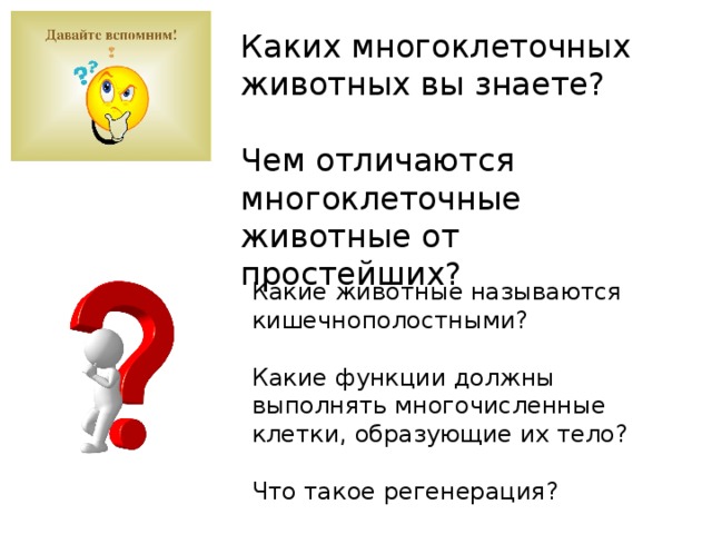 Каких многоклеточных животных вы знаете? Чем отличаются многоклеточные животные от простейших? Какие животные называются кишечнополостными? Какие функции должны выполнять многочисленные клетки, образующие их тело? Что такое регенерация?