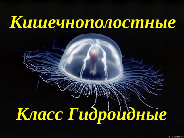 Кишечнополостные Класс Гидроидные