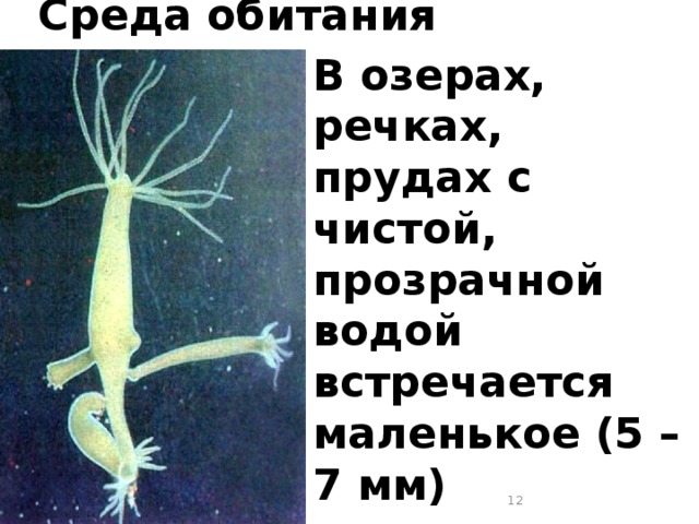 Среда обитания В озерах, речках, прудах с чистой, прозрачной водой встречается маленькое (5 – 7 мм) полупрозрачное животное – полип гидра