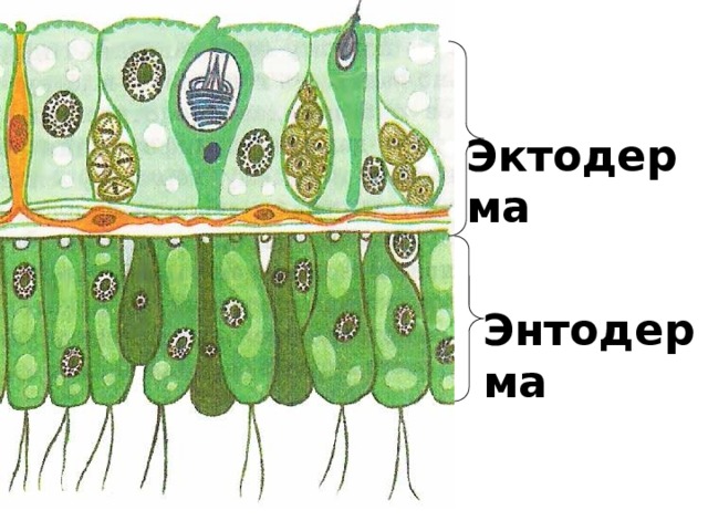 Эктодерма Энтодерма