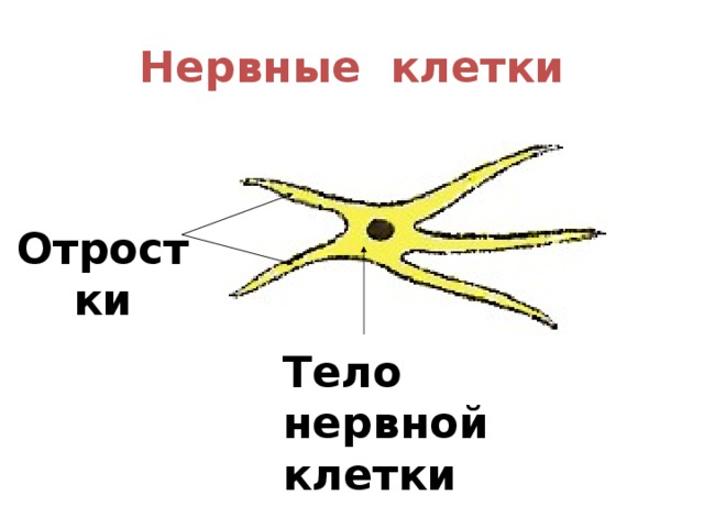Нервные клетки Отростки Тело нервной клетки