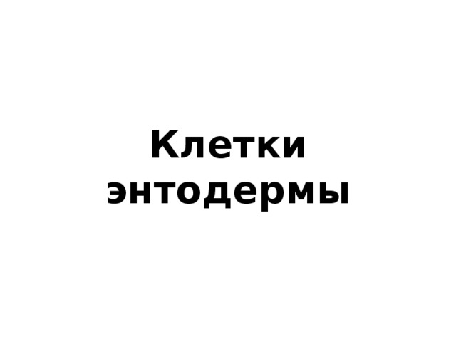 Клетки  энтодермы