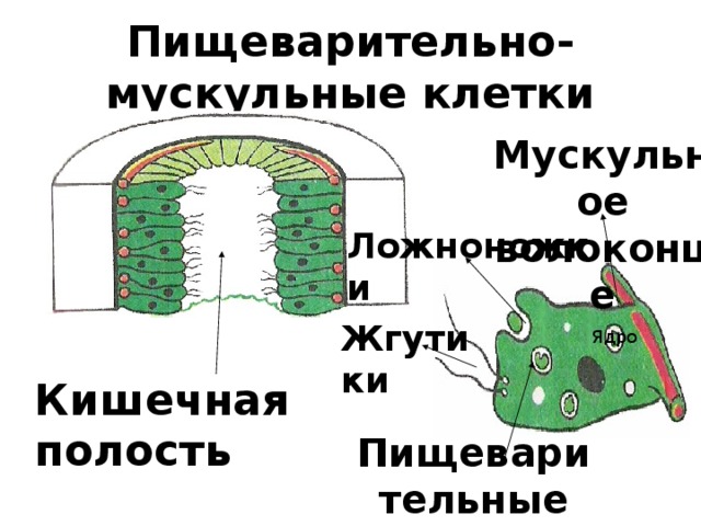 Пищеварительно-мускульные клетки Мускульное волоконце Ложноножки Жгутики Ядро Кишечная полость Пищеварительные вакуоли