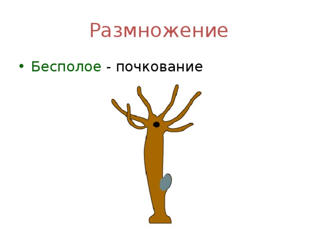 Размножение