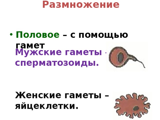 Размножение Половое – с помощью гамет Мужские гаметы – сперматозоиды. Женские гаметы – яйцеклетки.