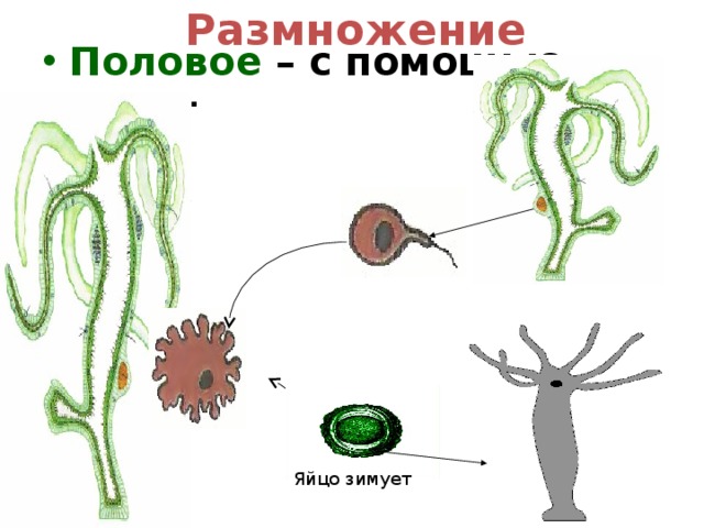 Размножение Половое – с помощью гамет Яйцо зимует