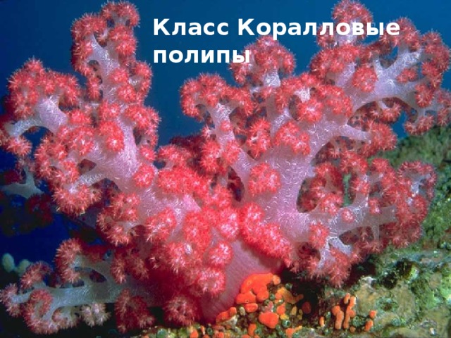 Класс Коралловые полипы