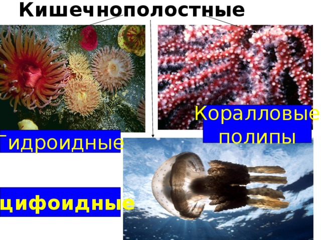 Кишечнополостные Коралловые полипы Гидроидные Сцифоидные