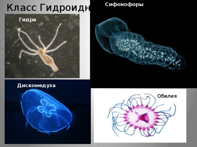 Класс Гидроидные Сифонофоры Гидра Дискомедуза Обелия 