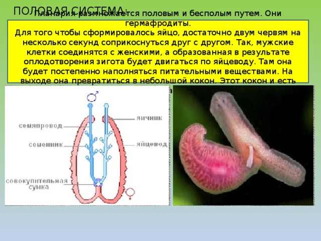 Размножение плоских червей. Половое размножение планарии. Плоские черви перекрестное оплодотворение. Плоские черви гермафродиты половая система. Гермафродитизм у плоских червей.