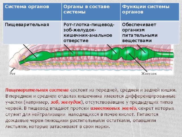 Дыхание дождевого червя. Пищеварительная система кольчатых червей 7 класс. Системы органов дождевого червя таблица. Функция пищеварительной системы у кольчатых червей. Тип кольчатые черви пищеварительная система.