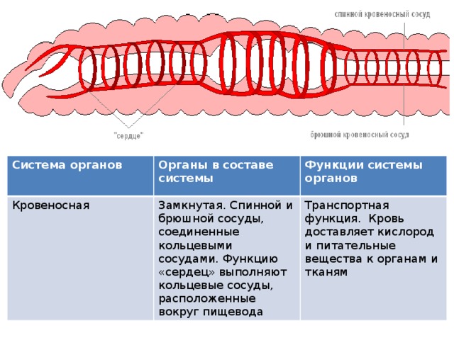 Кровеносная система кольчатых червей.