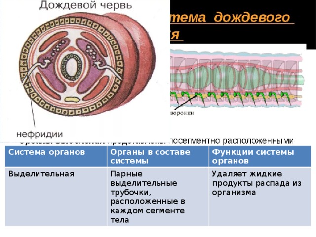 Органы выделительной системы червя. Выделительная система кольчатых червей таблица. Строение дождевого червя система органов. Выделительная система кольчатых червей 7 класс. Строение кольчатого червя.