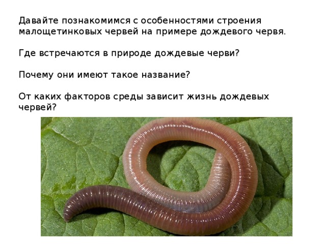 Замечательная особенность этого червя состоит в том. Малощетинковые кольчатые черви строение. Строение малощетинковых червей червей. Строение малощетинковых дождевых червей. Внешнее строение малощетинковых червей.