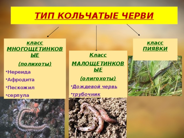 Примеры группы червей. Биология 7 класс типы кольчатых червей. Кольчатые черви представители 7 класс биология. Представители кольчатых червей червей. Тип, класс вид кольчатых червей.