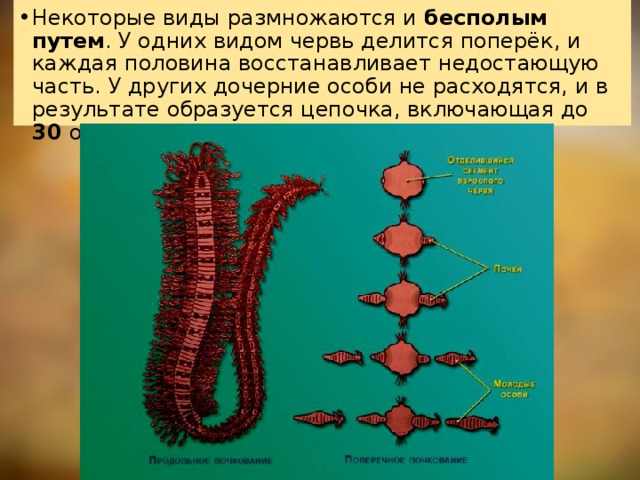 Как проникают на компьютер и размножаются почтовые черви