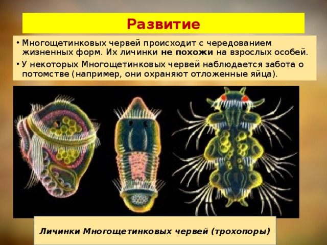 Развитие Многощетинковых червей происходит с чередованием жизненных форм. Их личинки не похожи на взрослых особей. У некоторых Многощетинковых червей наблюдается забота о потомстве (например, они охраняют отложенные яйца). Личинки Многощетинковых червей (трохопоры)