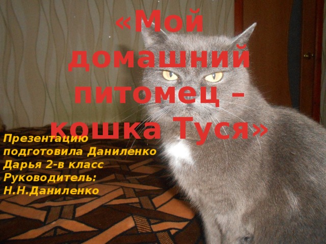 «Мой домашний питомец – кошка Туся» Презентацию подготовила Даниленко Дарья 2-в класс Руководитель: Н.Н.Даниленко 
