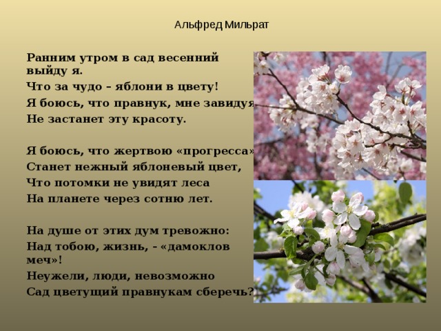  Альфред Мильрат Ранним утром в сад весенний выйду я. Что за чудо – яблони в цвету! Я боюсь, что правнук, мне завидуя, Не застанет эту красоту.  Я боюсь, что жертвою «прогресса» Станет нежный яблоневый цвет, Что потомки не увидят леса На планете через сотню лет.  На душе от этих дум тревожно: Над тобою, жизнь, - «дамоклов меч»! Неужели, люди, невозможно Сад цветущий правнукам сберечь? 