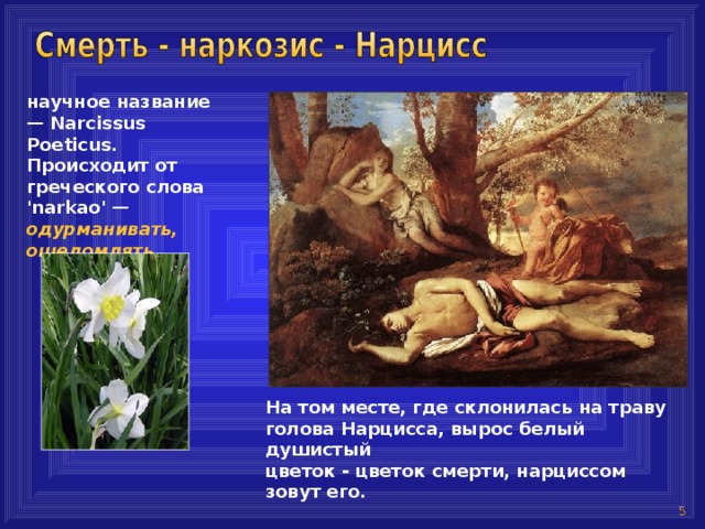 научное название — Narcissus Poeticus. Происходит от греческого слова 'narkao' —  одурманивать, ошеломлять, На том месте, где склонилась на траву  голова Нарцисса, вырос белый душистый  цветок - цветок смерти, нарциссом зовут его.   