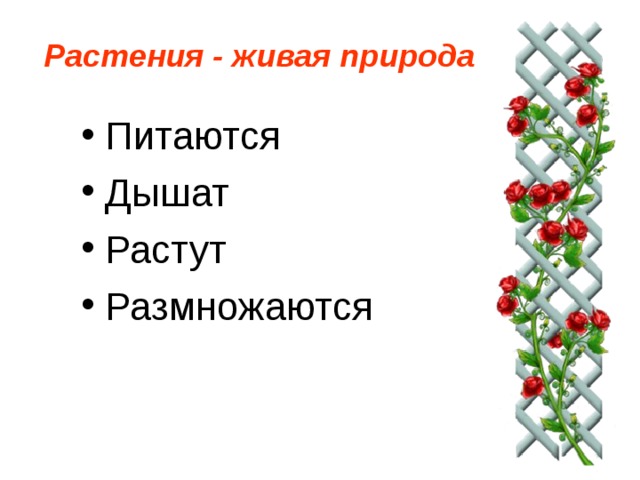 Растения - живая природа Питаются Дышат Растут Размножаются 